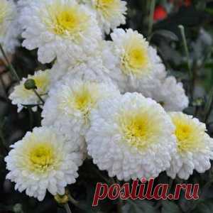 Прекрасные белые цветы - МирТесен