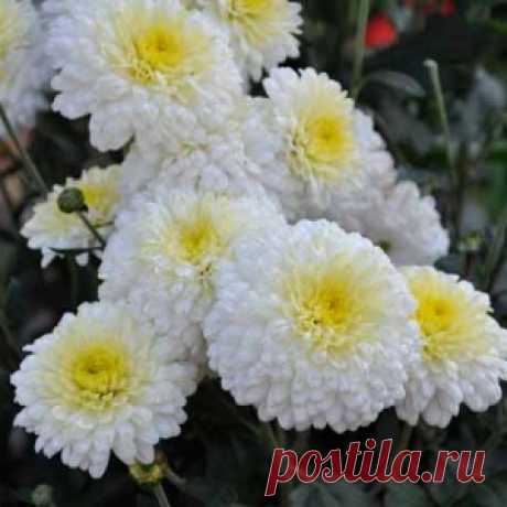 Прекрасные белые цветы - МирТесен