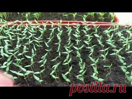 ПИКИРОВКА ПЕРЦА ОЧЕНЬ ПОДРОБНО. Ольга Чернова.