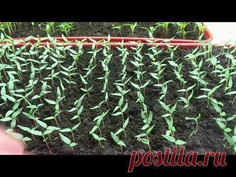 ПИКИРОВКА ПЕРЦА ОЧЕНЬ ПОДРОБНО. Ольга Чернова.