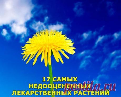 (17 лекарственных растений