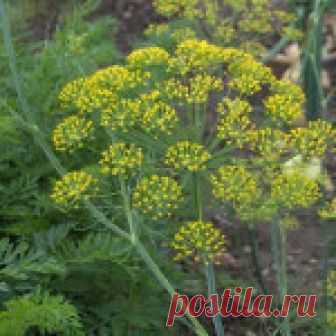 (+1) Укроп: лечебные свойства и противопоказания для женщин и мужчин