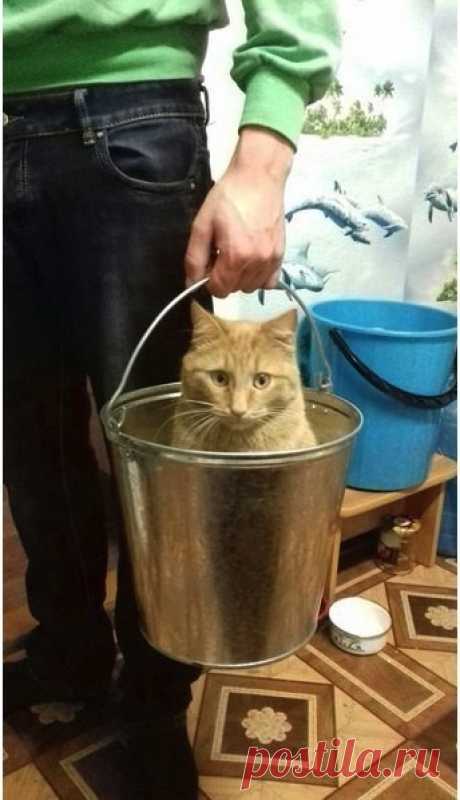 На вечернюю дойку)
