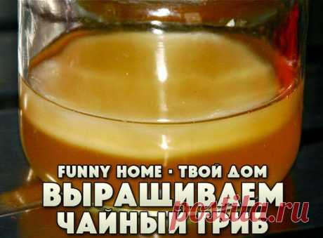 КАК ВЫРАСТИТЬ ЧАЙНЫЙ ГРИБ САМОСТОЯТЕЛЬНО?