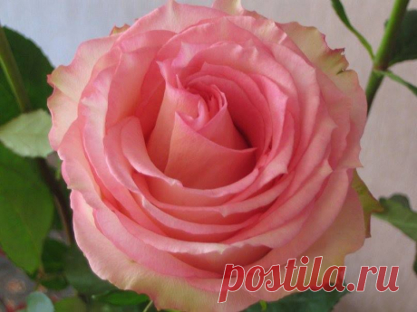 Розовая роза.