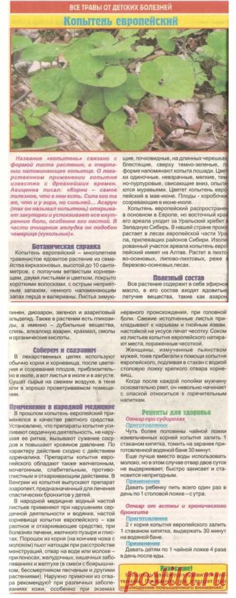 Копытень европейский