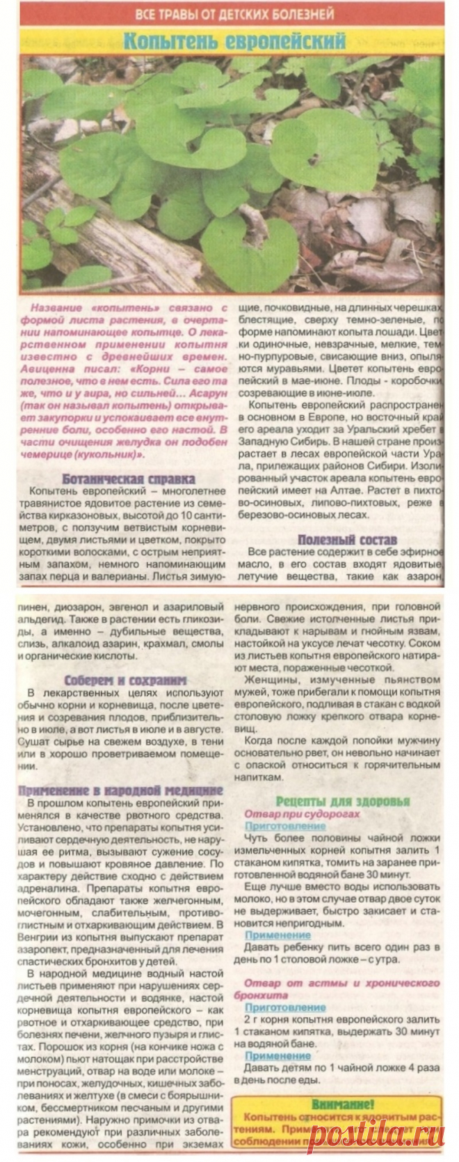 Копытень европейский