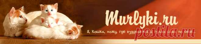 Котенок в доме. Уход за котенком, воспитание - Мурлыки.руу