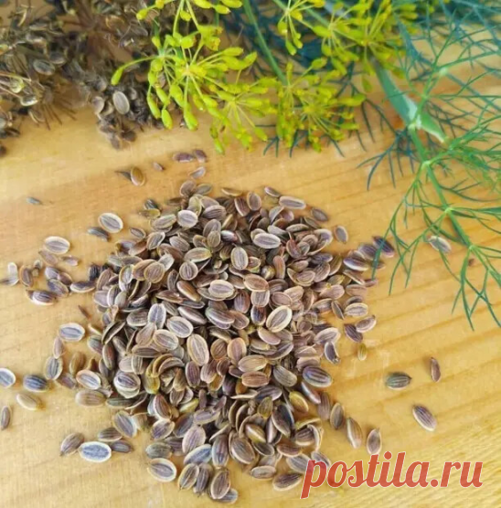 ДОМАШНЯЯ НАСТОЙКА ПРИ ПАНКРЕАТИТЕ.

В домашних условиях лечить поджелудочную железу народными средствами можно, к примеру, всем известным укропом или его семенами.

1. Одну чайную ложку измельченной сырья (укропа или его семян) залить стаканом кипятка, настоять час, процедить. Выпить за четыре приема.

2. Траву полыни горькой используют в виде настоя или спиртовой настойки. 1 ст. л. травы заливают 1 стаканом горячей воды, доводят до кипения, кипятят в течение 3-4 минут, на...