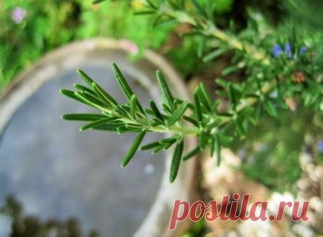 Будьте осторожны - опасность в специях - ДЛЯ ВСЕХ И ОБО ВСЕМ