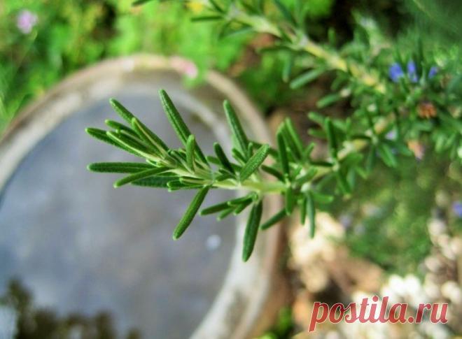 Будьте осторожны - опасность в специях - ДЛЯ ВСЕХ И ОБО ВСЕМ