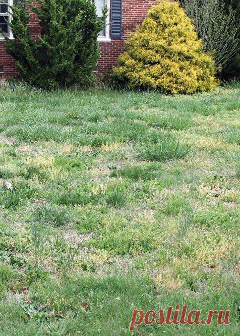 Удобрения для газона: чем подкормить газон весной, летом и осенью