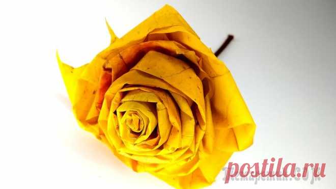 Роза из листьев Клена 🍁 Как сделать цветок из кленовых листьев Роза из листьев Клена 🍁 Как сделать цветок из кленовых листьев. В осенний и летний периоды из кленовых листьев можно сделать разнообразные поделки, которые не только подойдут в качестве детской работы...