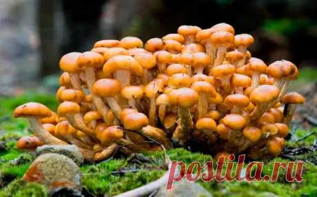 Как вырастить опята на даче и дома: пошаговый процесс - Наша дача.