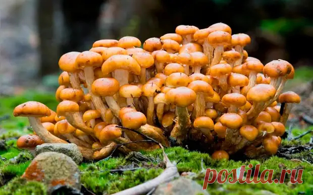 Как вырастить опята на даче и дома: пошаговый процесс - Наша дача.