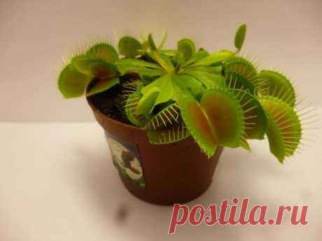 Страна советов: Здоровье