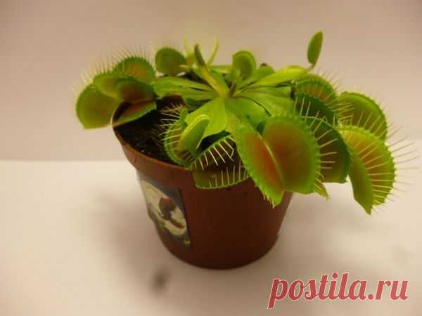 Страна советов: Здоровье