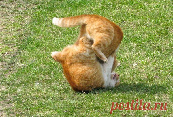 Котовасия наглядно !