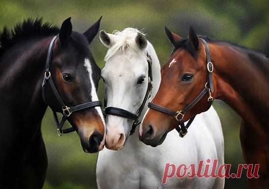 this is so cute "3 friends" by Nicky Stewart - 
Redbubble   |   Pinterest • Всемирный каталог идей