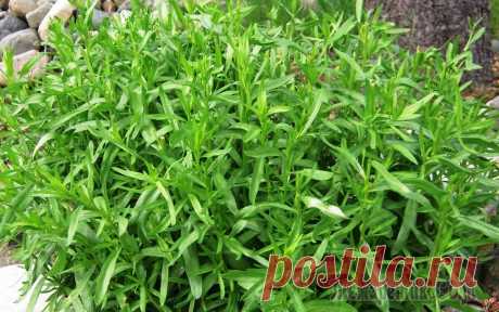 Трава эстрагон - «королева зелени»