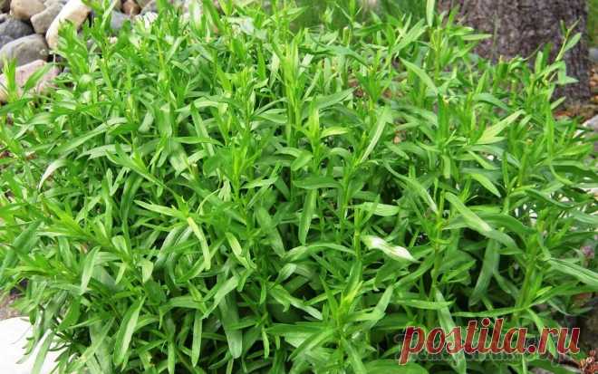 Трава эстрагон - «королева зелени»