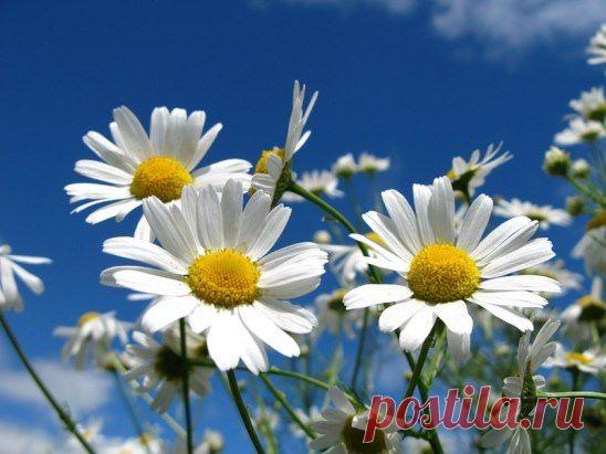 РОМАШКОВОЕ ЛЕТО https://youtu.be/AnnmU03KbG4 (МУЗЫКАЛЬНЫЙ ВИДЕОКЛИП)