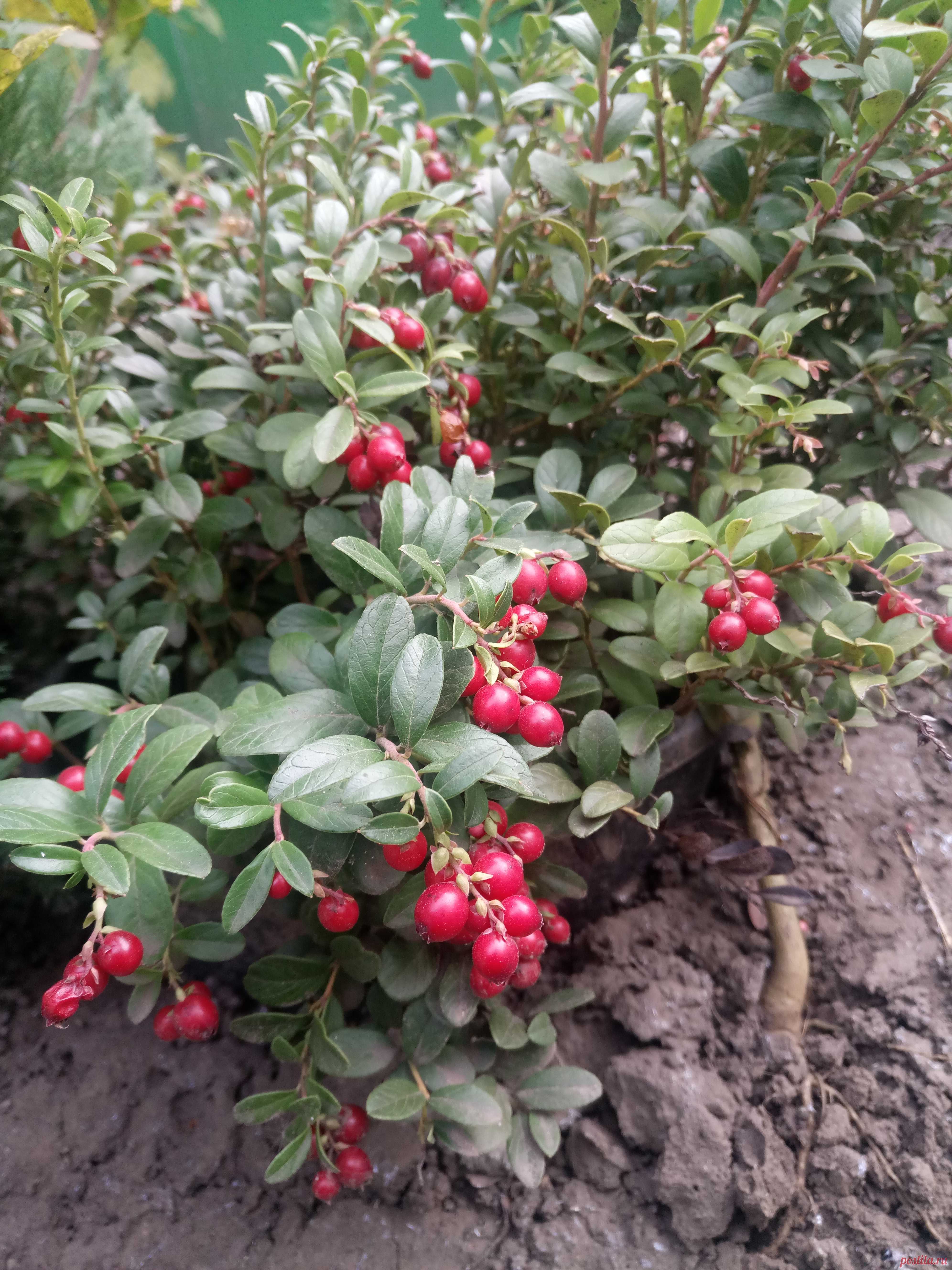 Брусника обыкновенная (Vaccinium vitis-idaea)