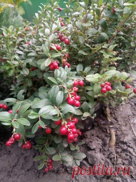 Брусника обыкновенная (Vaccinium vitis-idaea)