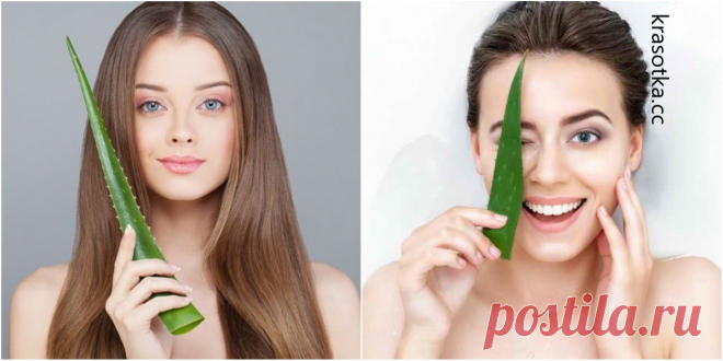 Как используют алоэ в ампулах для лица, какая польза? Алоэ в ампулах для лица, которое продается в аптеках, широко используется в области косметологии. Это обусловлено действием входящего в него растения, 1