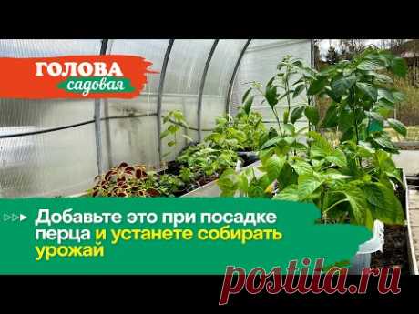 Голова садовая - Добавьте это при посадке перца и устанете собирать урожай