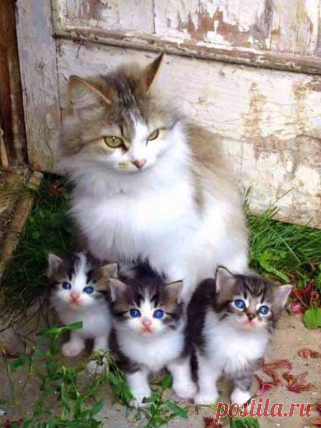 (38) Facebook