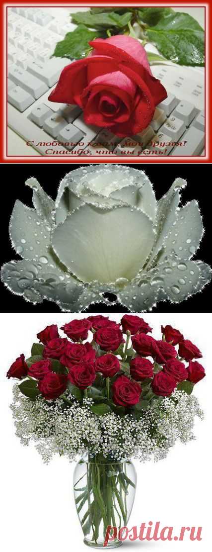 Плейкаст «ПОДАРЮ ТЕБЕ РОЗЫ!!!»