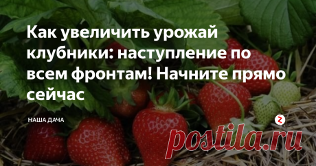 Как увеличить урожай клубники: наступление по всем фронтам! Начните прямо сейчас Дачники повсеместно задаются вопросом – а как можно повысить урожайность клубники? В условиях вечного дефицита места на участке вопрос можно считать актуальным. Ответ – повысить урожайность, безусловно, можно, и заниматься этим следует комплексно, со всех сторон, так сказать. Специалисты советуют следующее: