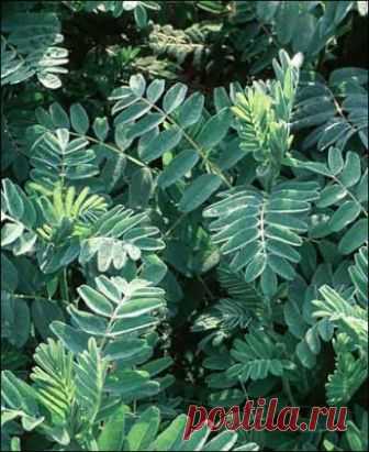 Астрагал. Астрагал.

Astragalus

Астрагал — крупный род растений семейства Бобовые, включающий более 1600 видов.
 
Астрагал шерстистоцветковый
Astragalus dasyanthus
Многолетнее травянистое растение, мохнато-опу…