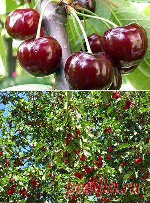 Посадка, уход и размножение черешни | Дача - впрок