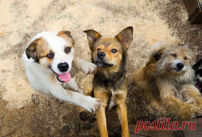 "Почему я никогда не возьму собаку из приюта": письмо анонима | Краше Всех