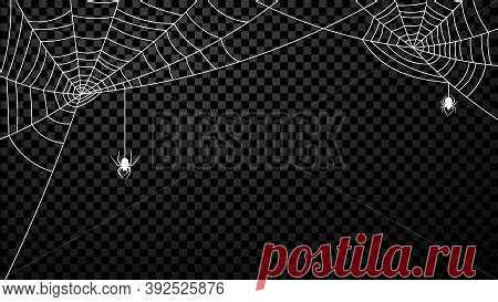 White Spider Web - Search Images