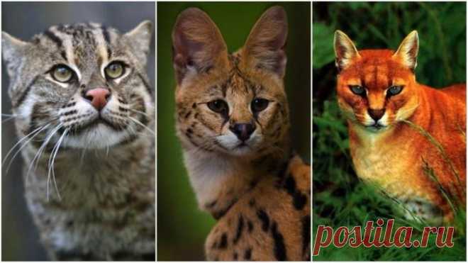 Дикие кошки, о которых мало кто знает