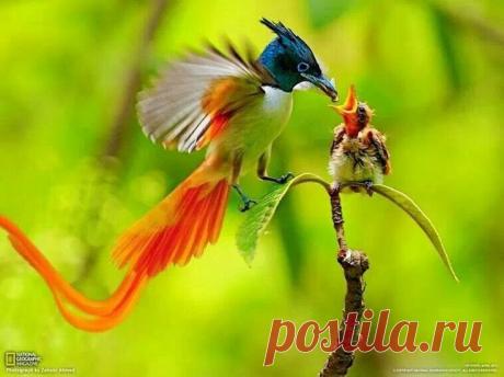 pajaros de bellos colores - Buscar con Google