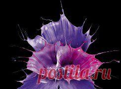 Искусство "разливной" фотографии, когда капля краски падает, отскакивает и разбивается, создавая невероятной красоты "жидкий цветок".