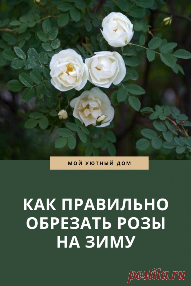 Как правильно обрезать розы на зиму