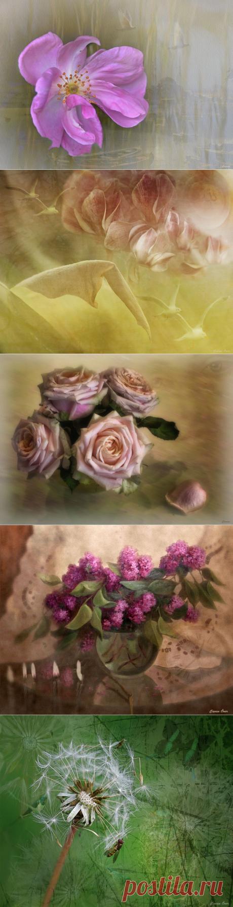 Природа никогда не создает шума. Она учит человека величию в тишине....Фотограф Canan Oner (Турция)