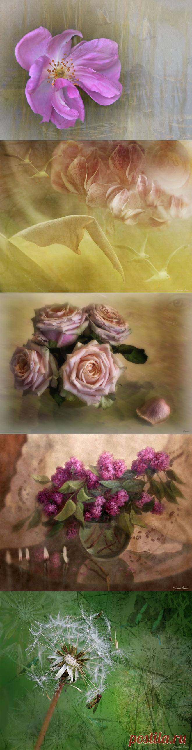 Природа никогда не создает шума. Она учит человека величию в тишине....Фотограф Canan Oner (Турция)