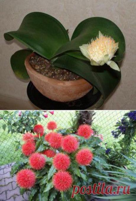 Олений язык, или гемантус.