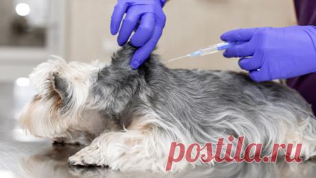 Ветврачи: краска на шерсти животных сигнализирует об опасности для питомца. Искусственный окрас шерсти животных крайне вреден и опасен для их здоровья, так как может закончиться интоксикацией и гибелью питомца, предупредил ветврач высшей квалификационной категории Михаил Шеляков. Любые яркие раскраски котят или ...