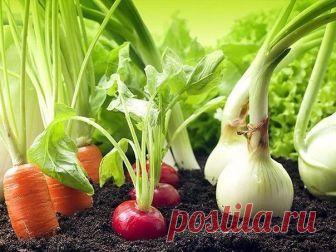 Гениальные хитрости огородников

Пока у моркови не появились всходы, ее поливают регулярно. Когда появятся всходы, их 12-15 дней лучше не поливать, за исключением засушливых дней. Это дает возможность корням уйти как можно глубже в почву.

Если горчицу посеять рядом с горохом, у него урожай будет выше в 2 раза.

Укроп лучше сеять на солнце, так как в тени у него снижается аромат листьев. Под укроп не вносят золу и известь.

Чтобы стимулировать налив плодов тыквы, ее плети ...