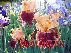 ирисы фотографии - 173 тыс. картинок. Поиск@Mail.Ru