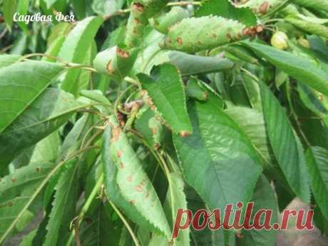 Как уберечь вишню, черешню