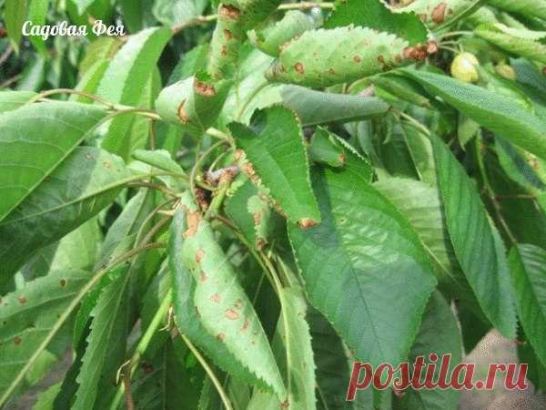 Как уберечь вишню, черешню