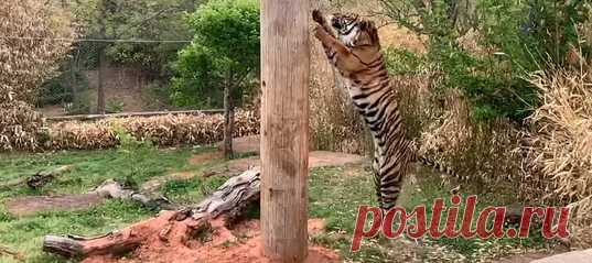 Чтобы тигр не раздобрел на сытной кормёжке в зоопарке, а заодно развлекался и тренировался, киперы решили запрятать угощение для суматранского полосатого кошака Густи на верхушку высокого столба. Хищнику удалось добыть его в мощном прыжке – а сотрудники зоопарка сняли это в слоумо и нам похвастались.